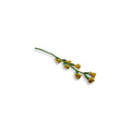 Blossom Branch