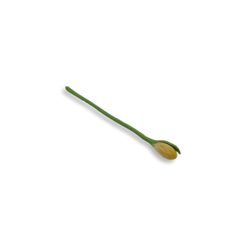 Tulip